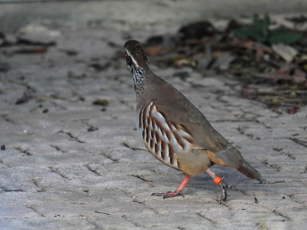 Perdrix rouge Alectoris rufa (Linnaeus, 1758)