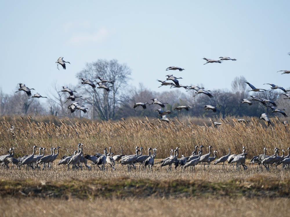 Grue cendrée Grus grus (Linnaeus, 1758)