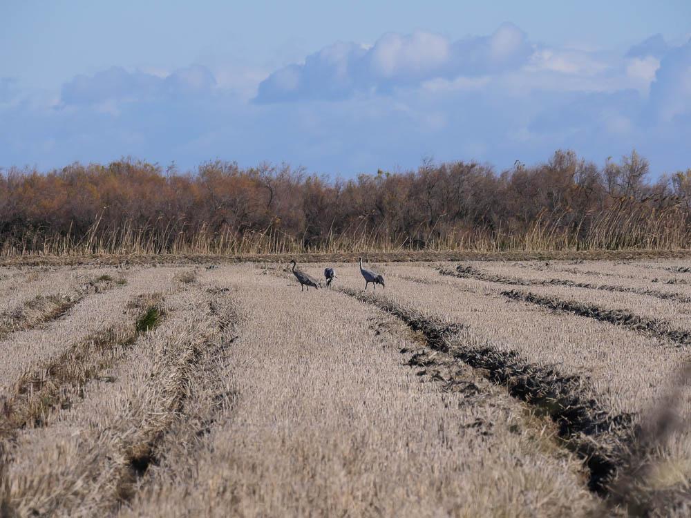 Grue cendrée Grus grus (Linnaeus, 1758)