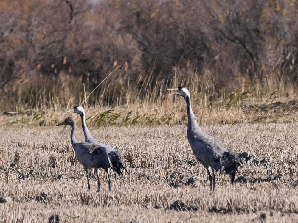 Grue cendrée Grus grus (Linnaeus, 1758)