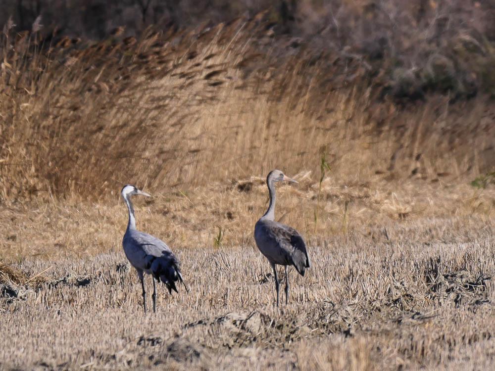Grue cendrée Grus grus (Linnaeus, 1758)