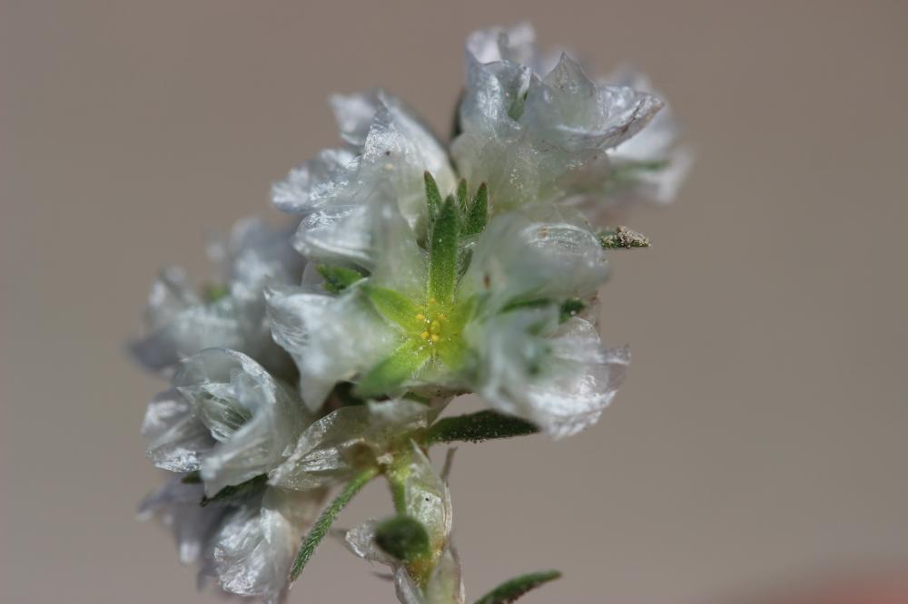 Paronyque en tête Paronychia capitata (L.) Lam., 1779