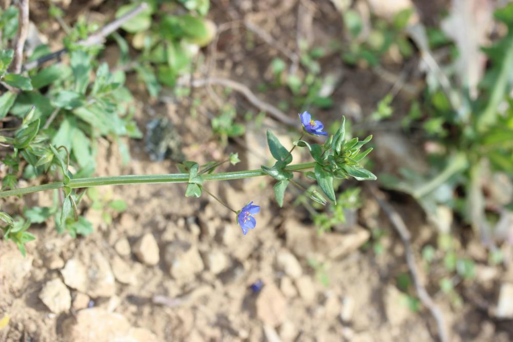 Mouron bleu Lysimachia foemina (Mill.) U.Manns & Anderb., 2009
