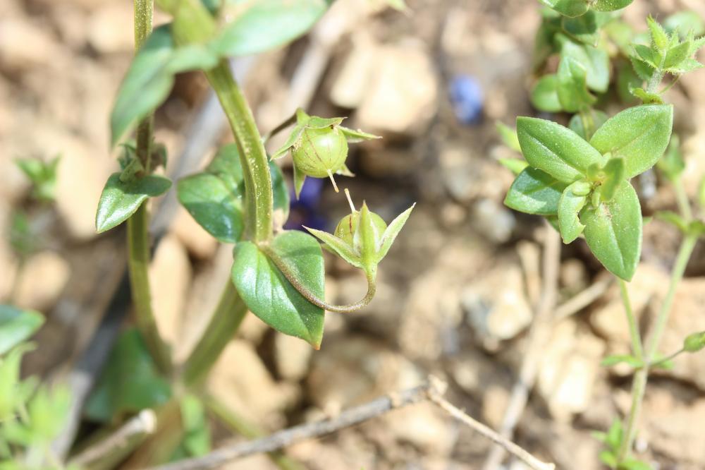 Mouron bleu Lysimachia foemina (Mill.) U.Manns & Anderb., 2009