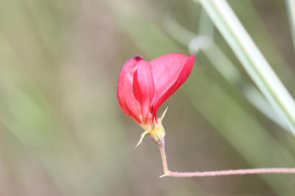 Gesse à feuilles fines, Gesse à feuilles petites Lathyrus setifolius L., 1753