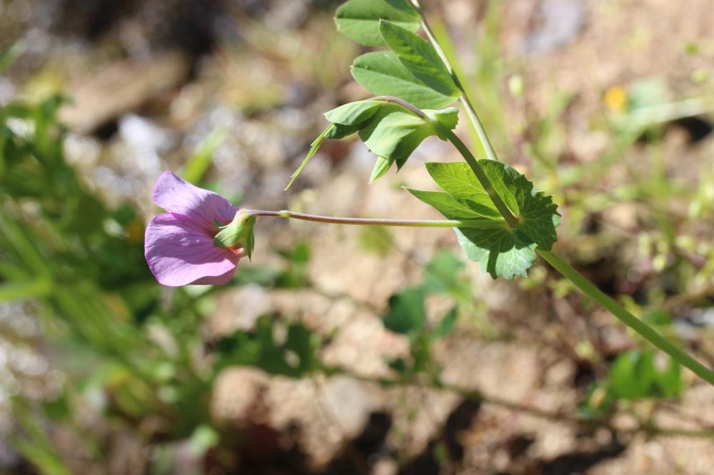 Pois cultivé Pisum sativum L., 1753