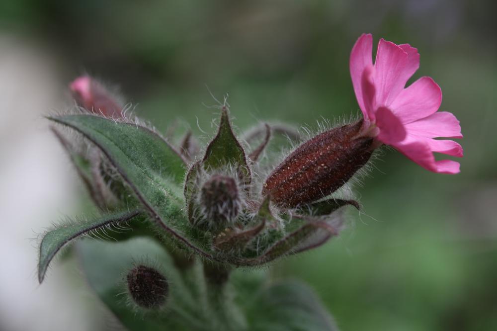 Compagnon rouge, Robinet rouge Silene dioica (L.) Clairv., 1811