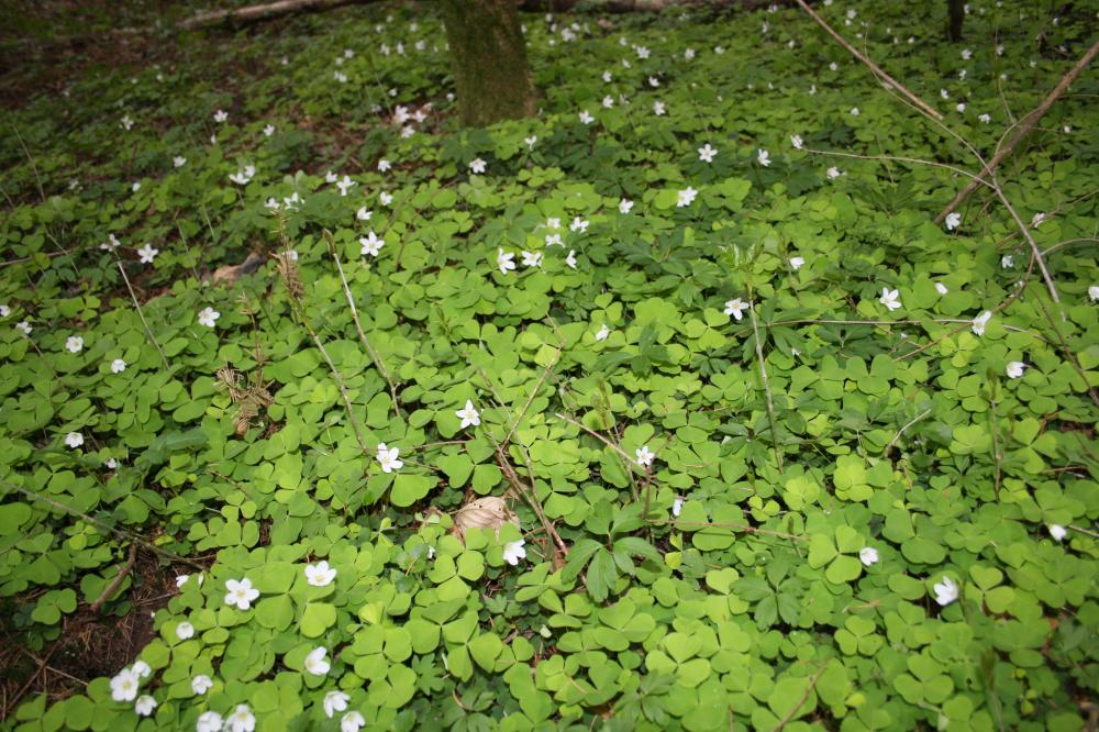 Le Pain de coucou, Oxalis petite oseille, Surelle, Al Oxalis acetosella L., 1753