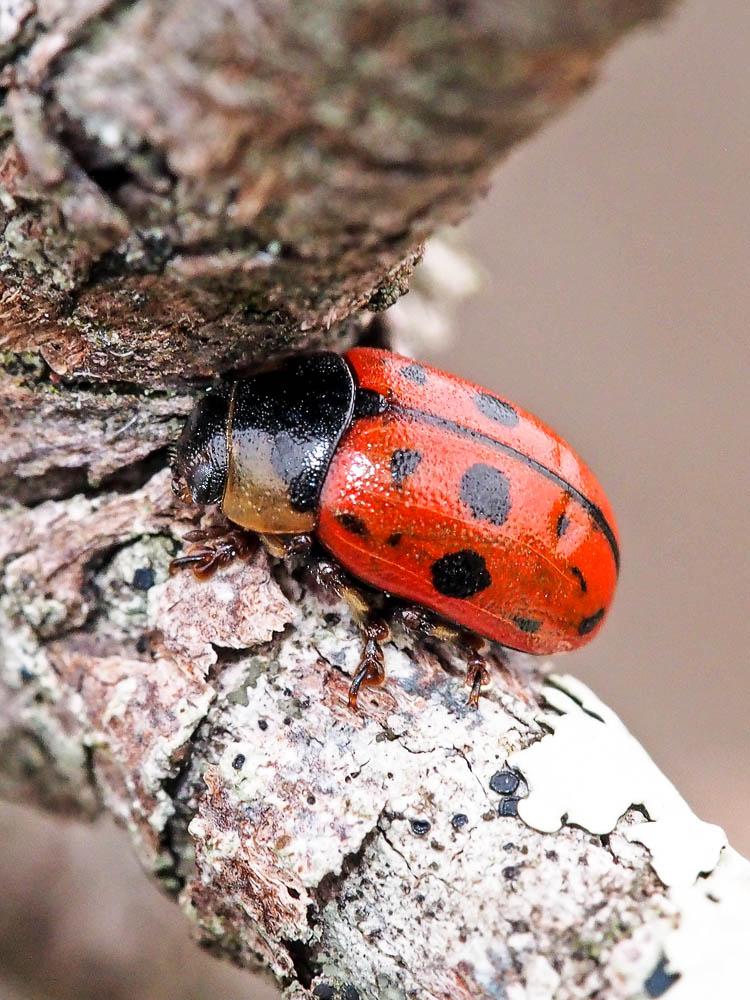 Gonioctena variabilis (Olivier, 1790)