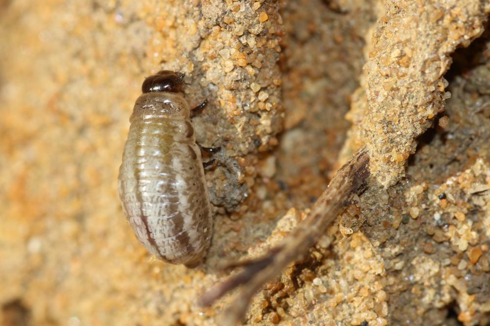 Chrysomèle du Romarin Chrysolina americana (Linnaeus, 1758)
