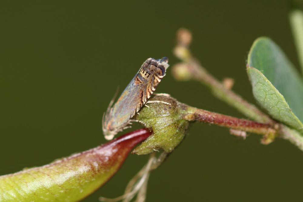 Grapholita nebritana (Treitschke, 1830)