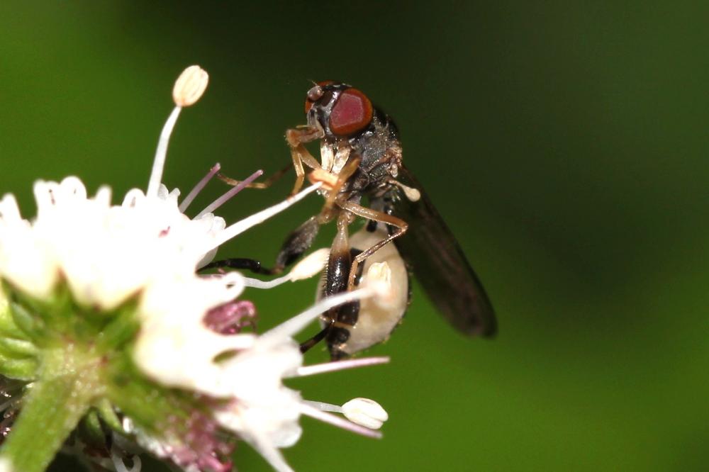 Sphegina