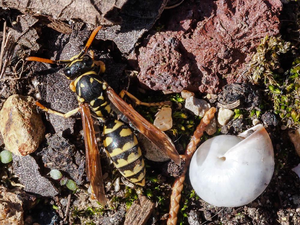 Guêpe poliste Polistes dominula (Christ, 1791)