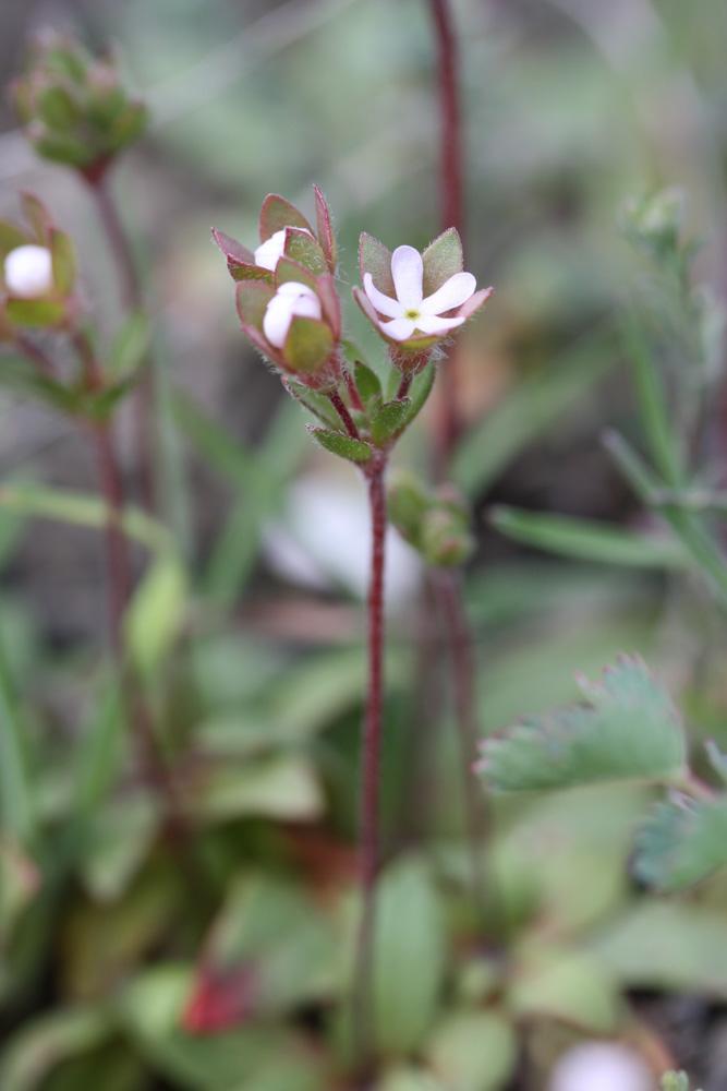 Grande androsace, Androsace des champs Androsace maxima L., 1753