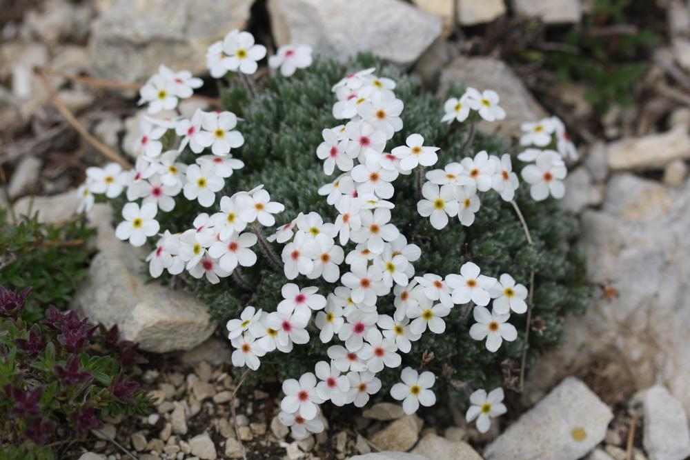 Androsace velue Androsace villosa L., 1753