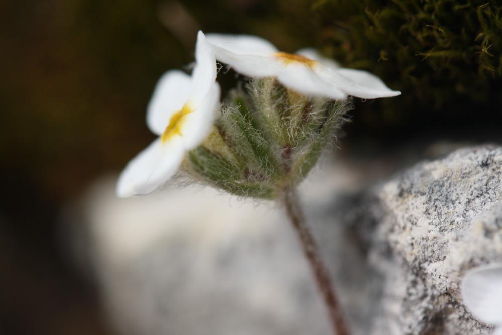 Androsace velue Androsace villosa L., 1753