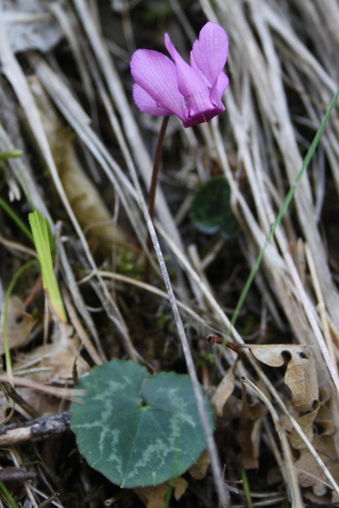 Cyclamen rouge pourpre, Cyclamen d'Europe, Marron Cyclamen purpurascens Mill., 1768
