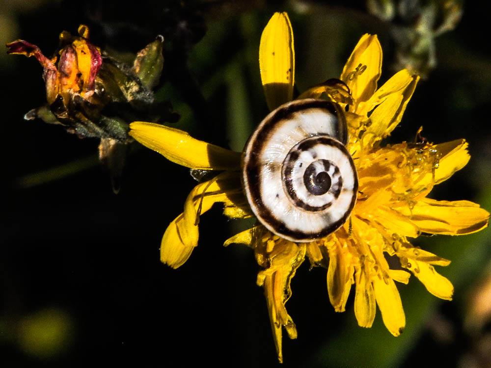 Hélicette veloutée Xerotricha conspurcata (Draparnaud, 1801)