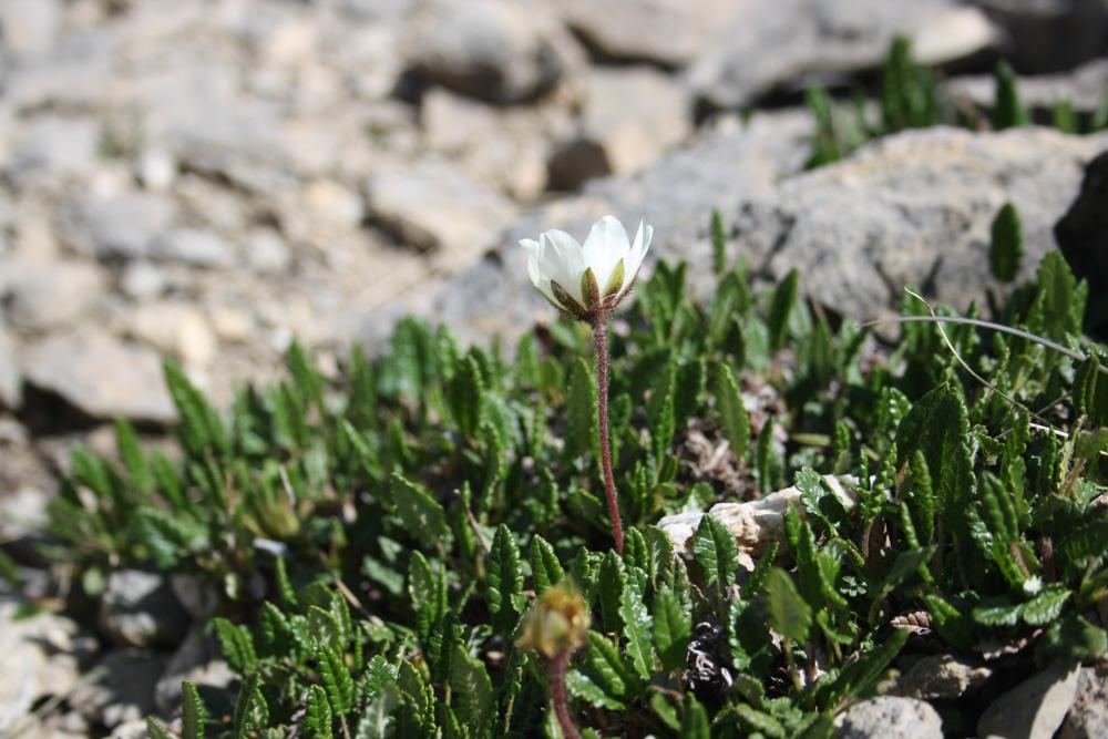 Dryade à huit pétales, Herbe à plumets Dryas octopetala L., 1753