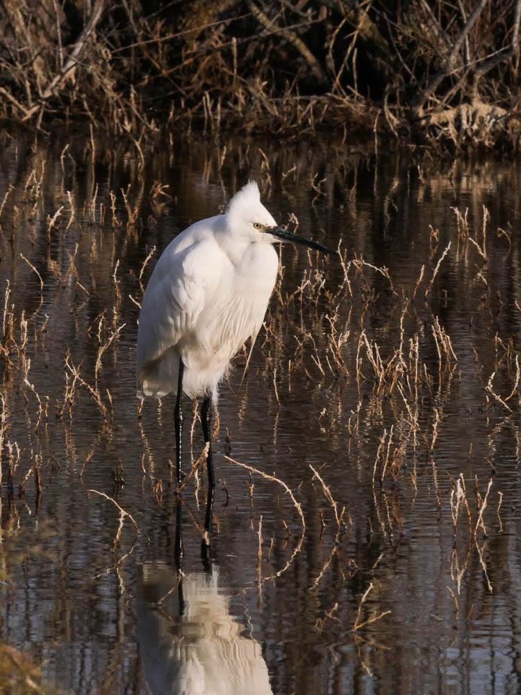 Aigrette garzette Egretta garzetta (Linnaeus, 1766)