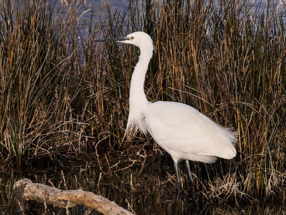 Aigrette garzette Egretta garzetta (Linnaeus, 1766)