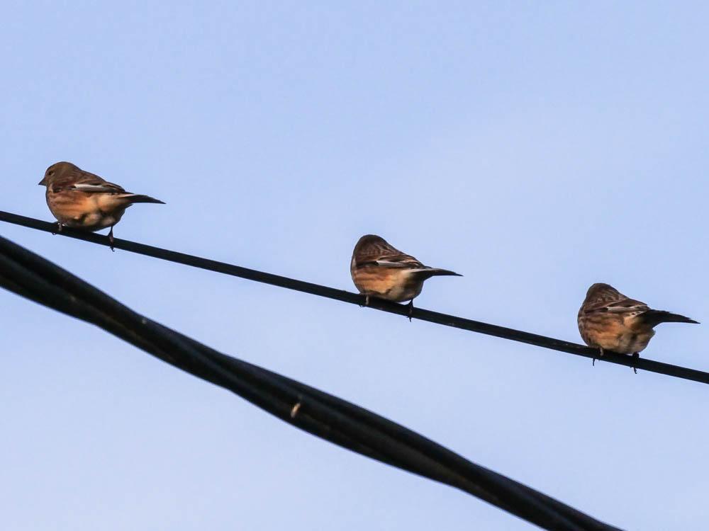 Linotte mélodieuse Carduelis cannabina (Linnaeus, 1758)