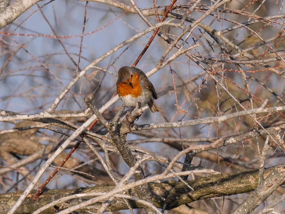 Rougegorge familier Erithacus rubecula (Linnaeus, 1758)
