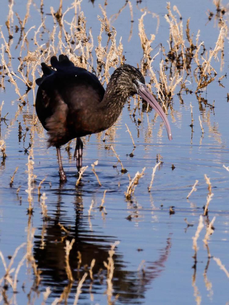 Ibis falcinelle Plegadis falcinellus (Linnaeus, 1766)