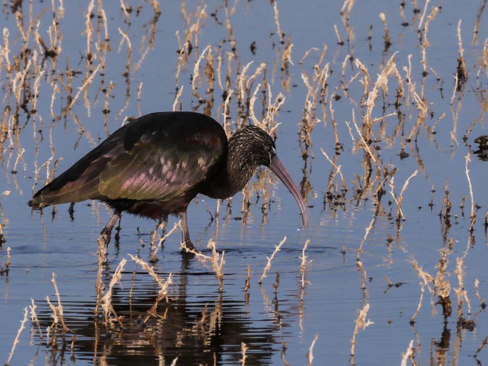 Ibis falcinelle Plegadis falcinellus (Linnaeus, 1766)