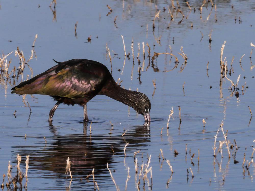 Ibis falcinelle Plegadis falcinellus (Linnaeus, 1766)