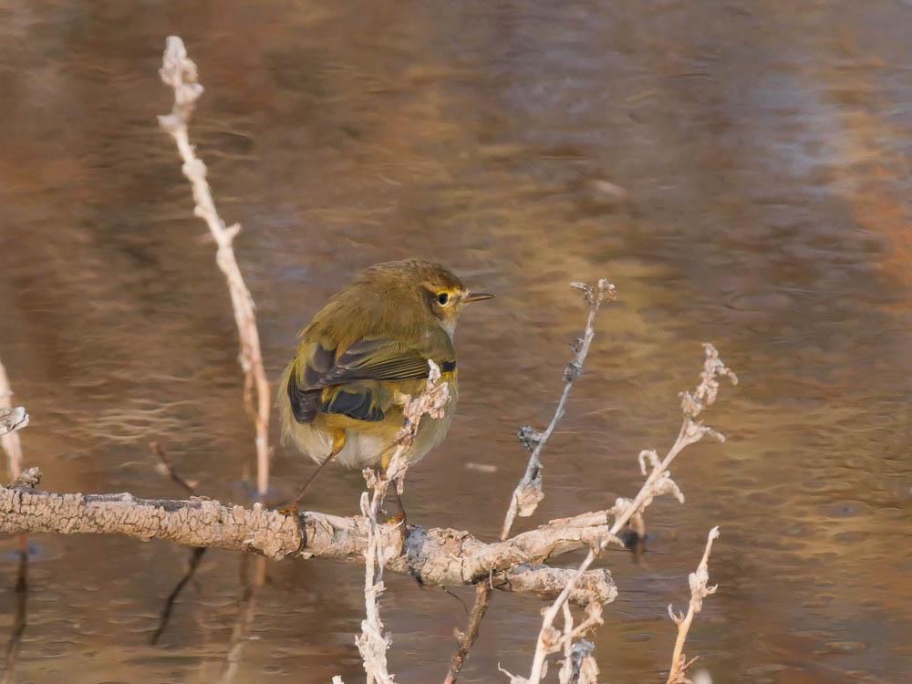 Pouillot véloce Phylloscopus collybita (Vieillot, 1887)