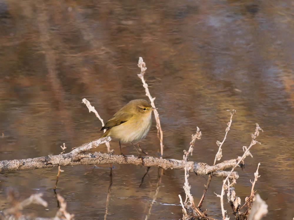 Pouillot véloce Phylloscopus collybita (Vieillot, 1887)