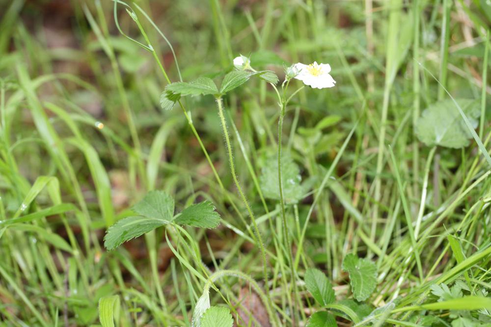 Fraisier vert Fragaria viridis Weston, 1771