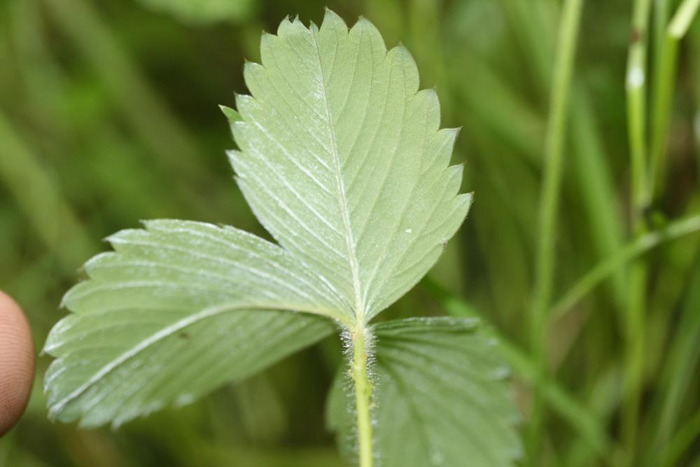 Fraisier vert Fragaria viridis Weston, 1771