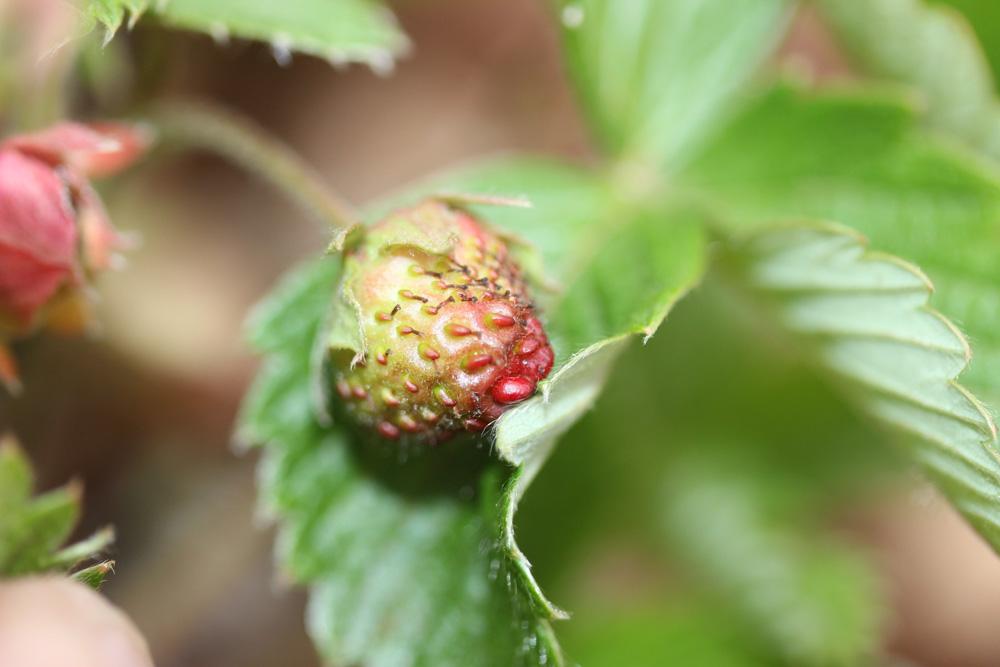 Fraisier vert Fragaria viridis Weston, 1771