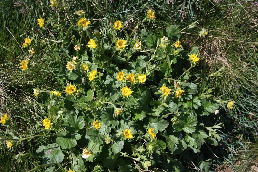 Benoîte des montagnes Geum montanum L., 1753