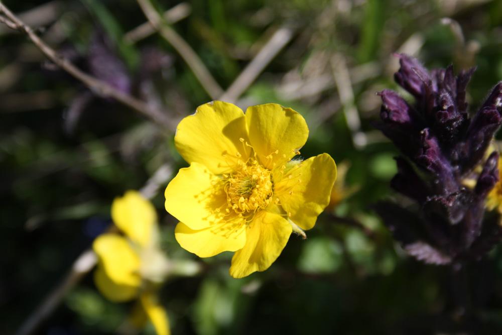 Benoîte des montagnes Geum montanum L., 1753