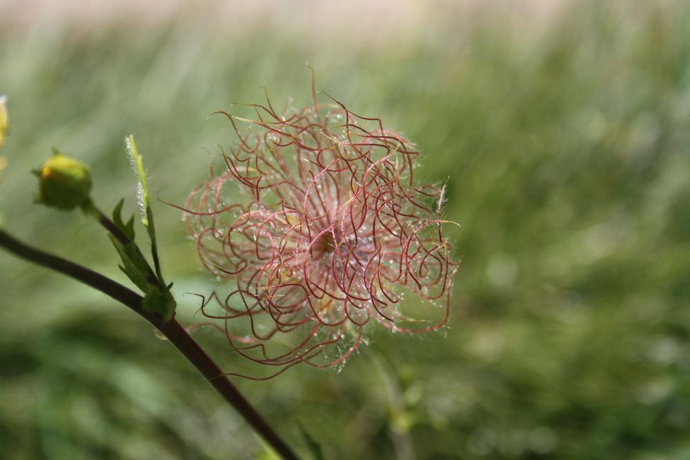 Benoîte des montagnes Geum montanum L., 1753