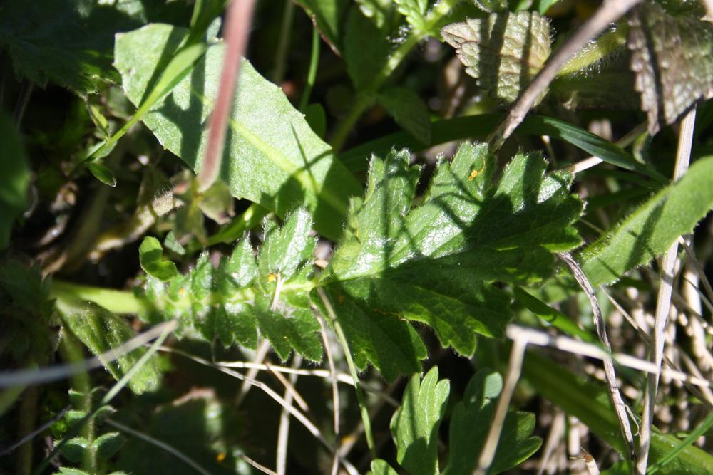 Benoîte des montagnes Geum montanum L., 1753