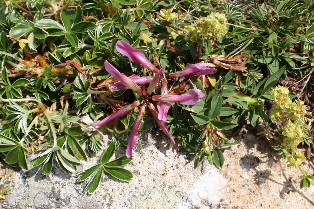 Trèfle des Alpes, Réglisse des montagnes Trifolium alpinum L., 1753