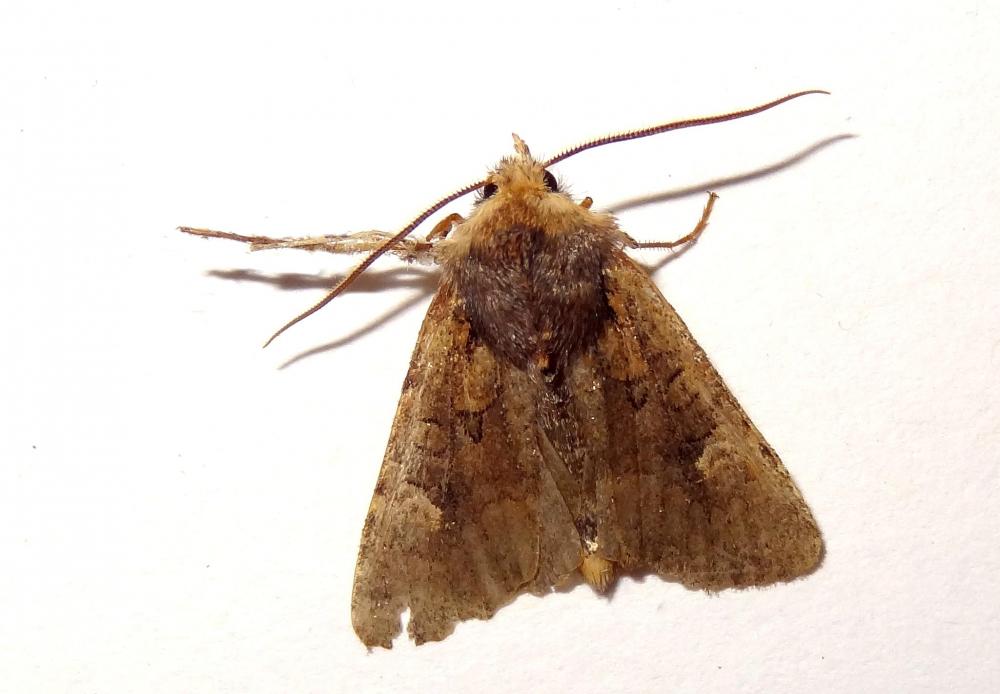 Ecu blanc (L') Dryobota labecula (Esper, 1788)