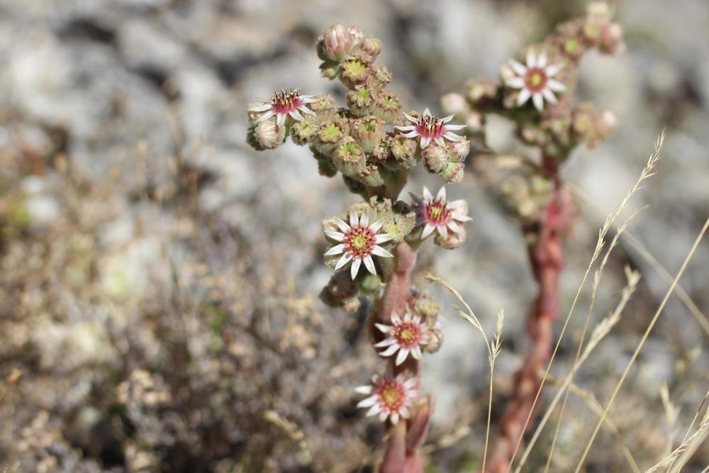 Joubarbe des terrains calcaires Sempervivum calcareum Jord., 1849