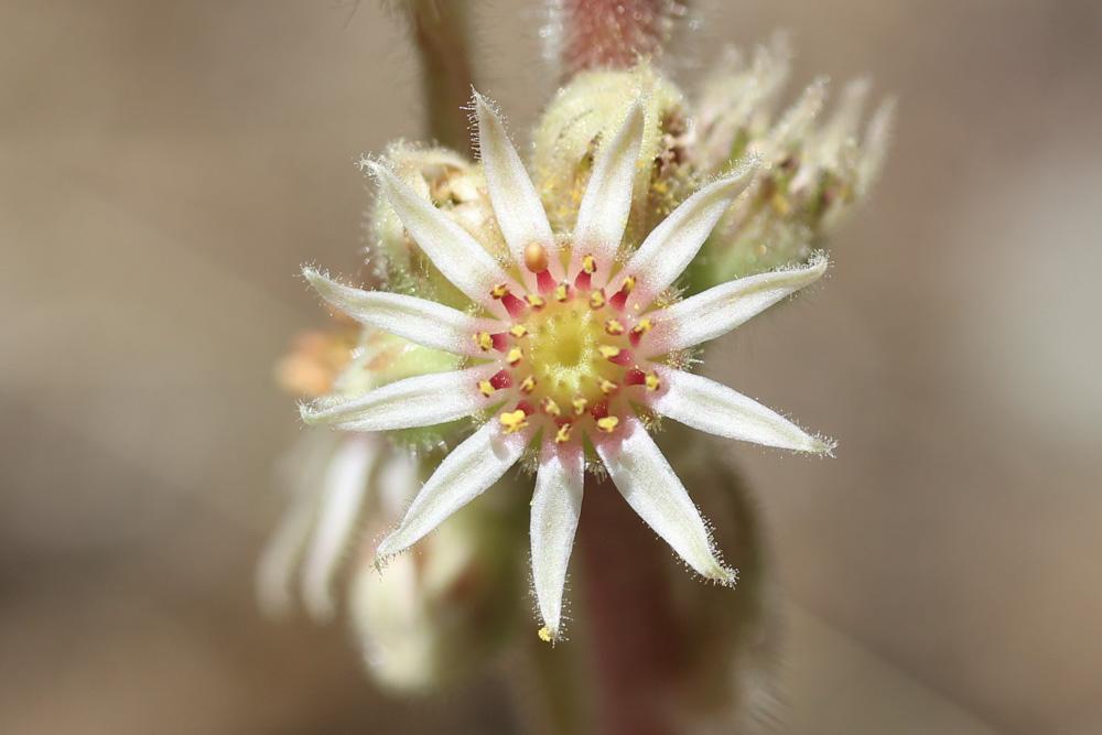 Joubarbe des terrains calcaires Sempervivum calcareum Jord., 1849
