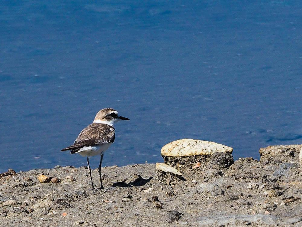 Gravelot à collier interrompu, Gravelot de Kent Charadrius alexandrinus Linnaeus, 1758