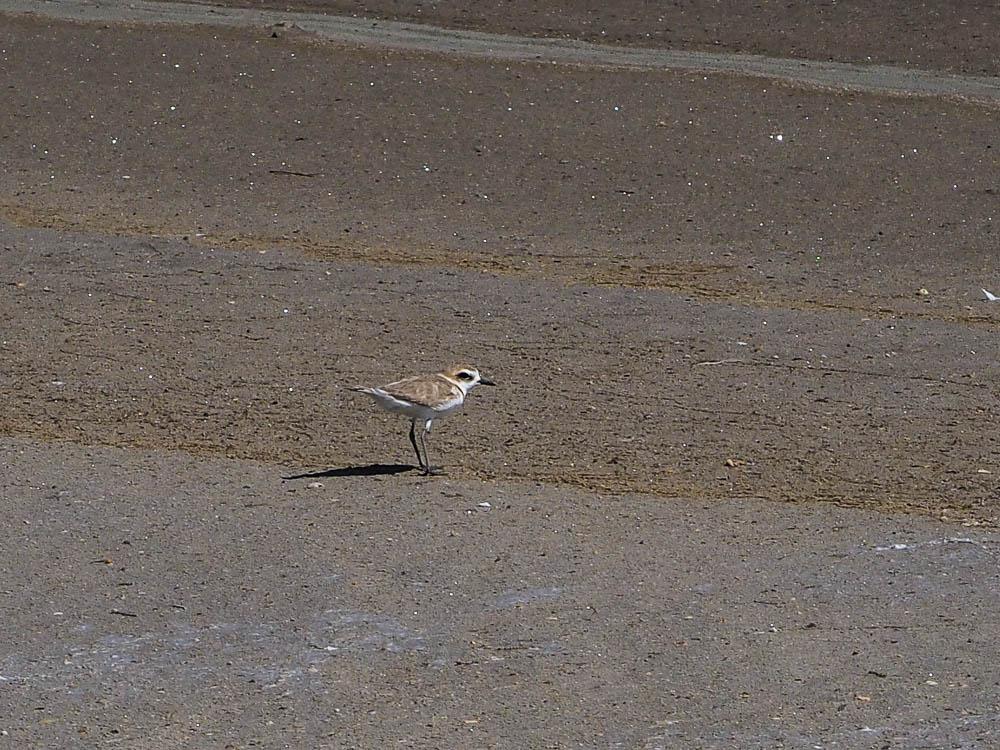 Gravelot à collier interrompu, Gravelot de Kent Charadrius alexandrinus Linnaeus, 1758