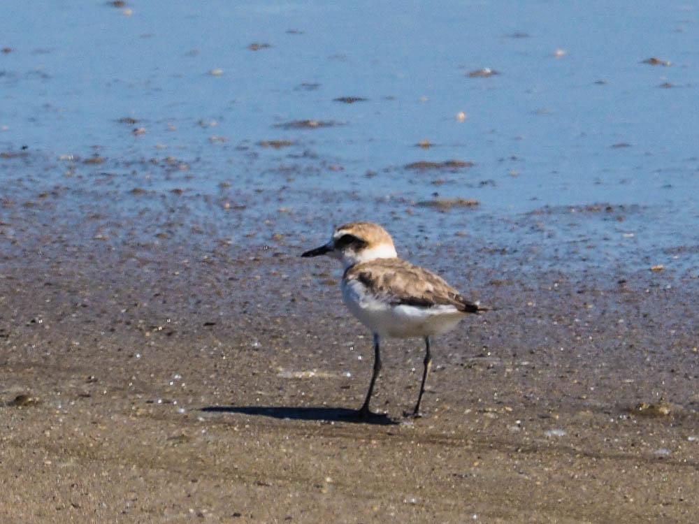 Gravelot à collier interrompu, Gravelot de Kent Charadrius alexandrinus Linnaeus, 1758