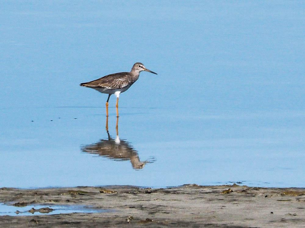 Chevalier gambette Tringa totanus (Linnaeus, 1758)