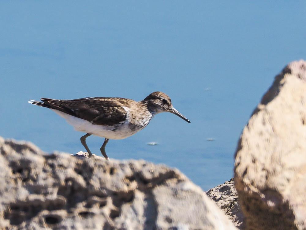 Chevalier guignette Actitis hypoleucos (Linnaeus, 1758)