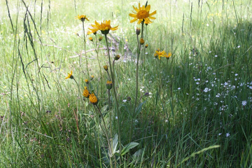 Arnica des montagnes, Herbe aux prêcheurs Arnica montana L., 1753