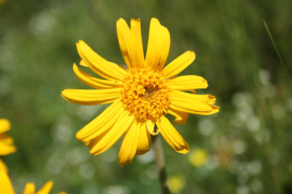 Arnica des montagnes, Herbe aux prêcheurs Arnica montana L., 1753
